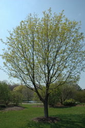 Acer truncatum x A. platanoides — photo 1